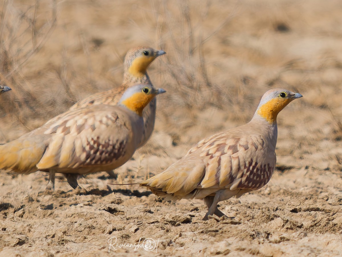 Spotted Sandgrouse - ML629128985