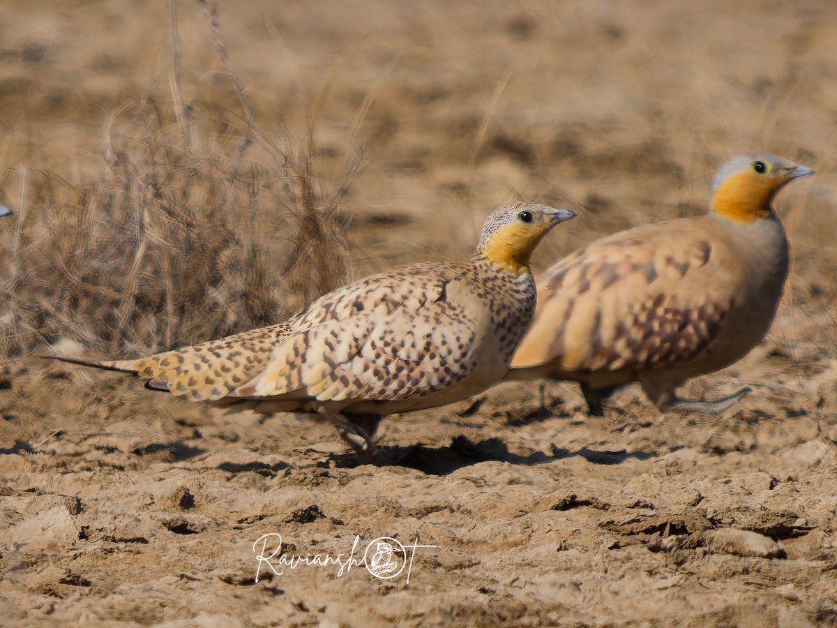 Spotted Sandgrouse - ML629128987