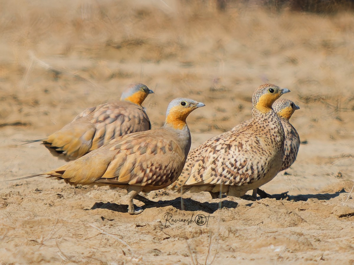 Spotted Sandgrouse - ML629128988