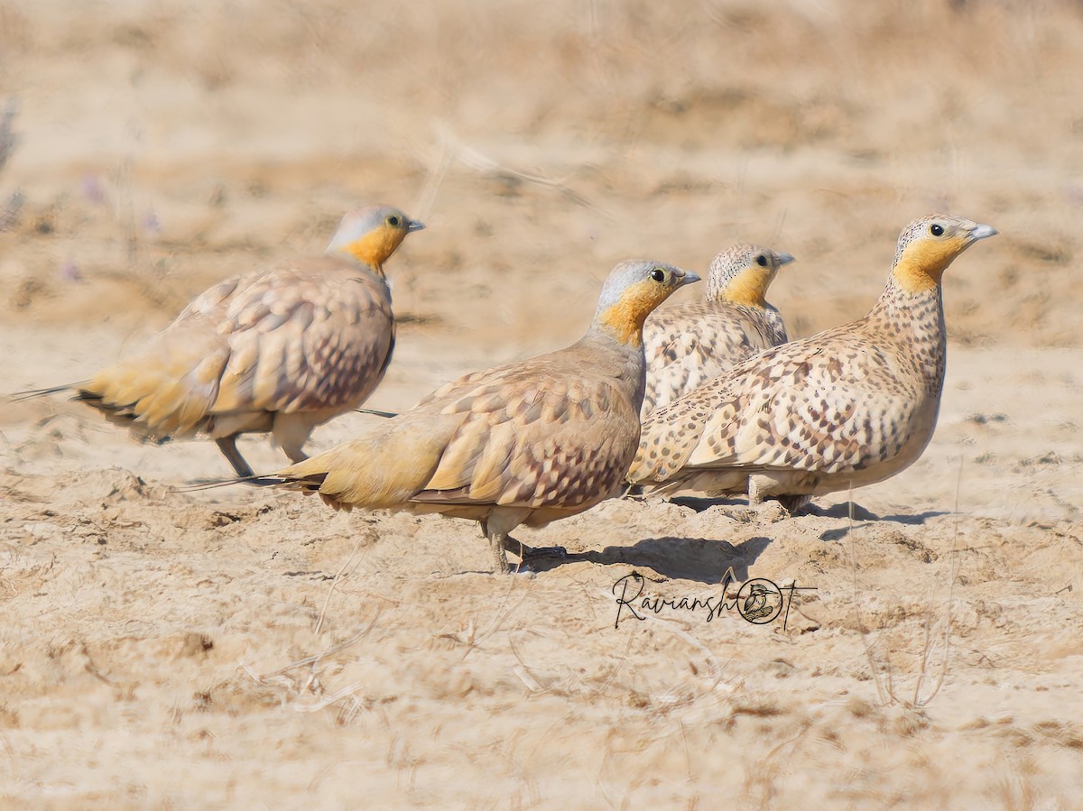 Spotted Sandgrouse - ML629128990