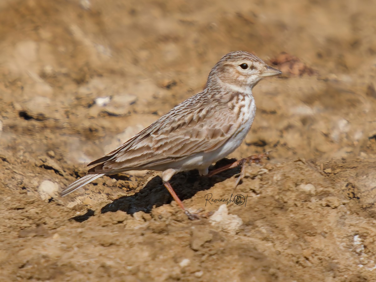 Sand Lark - ML629128997