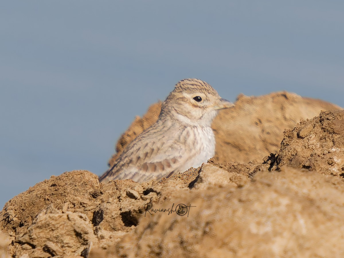 Sand Lark - ML629128998