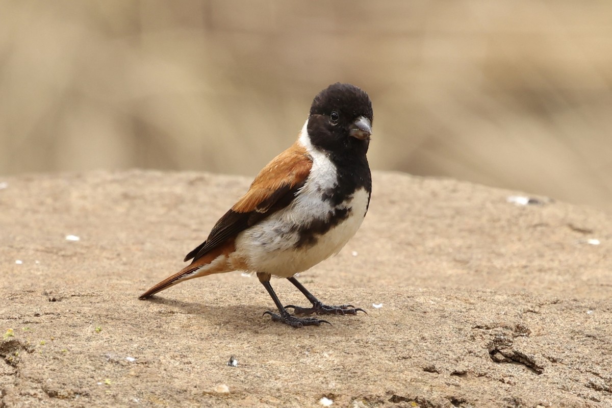 Black-headed Canary - ML629129053