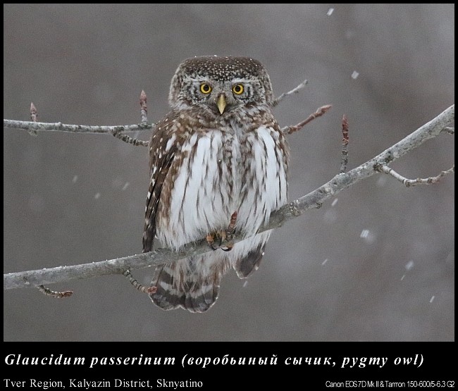 Eurasian Pygmy-Owl - Pavel Parkhaev