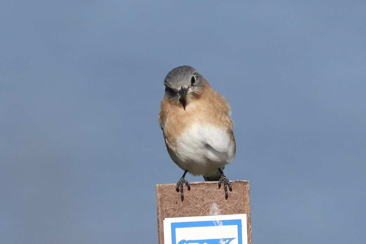 Eastern Bluebird - ML629129116