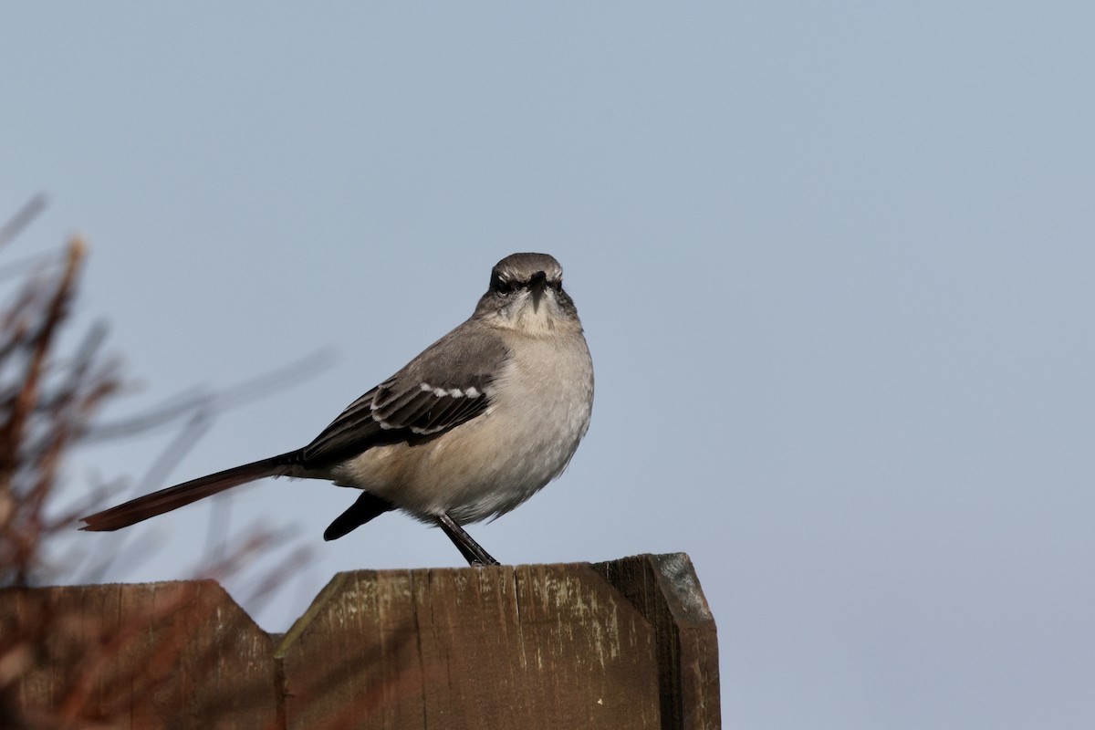 Northern Mockingbird - ML629129117