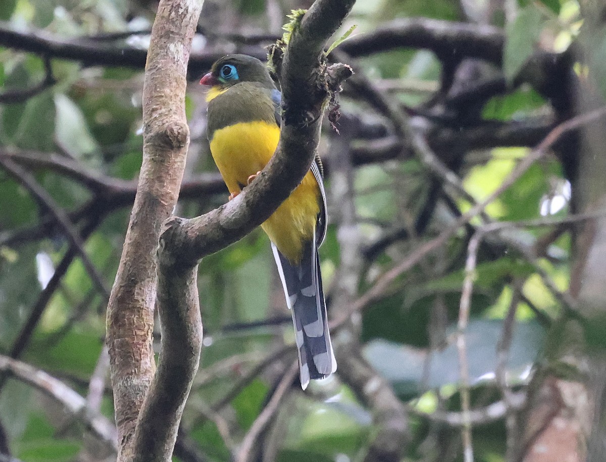 Sumatran Trogon - ML629129558