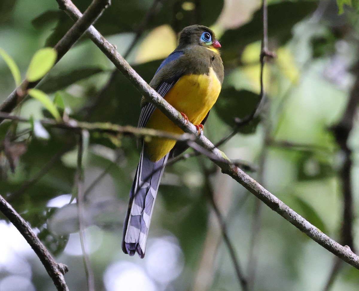 Sumatran Trogon - ML629129559