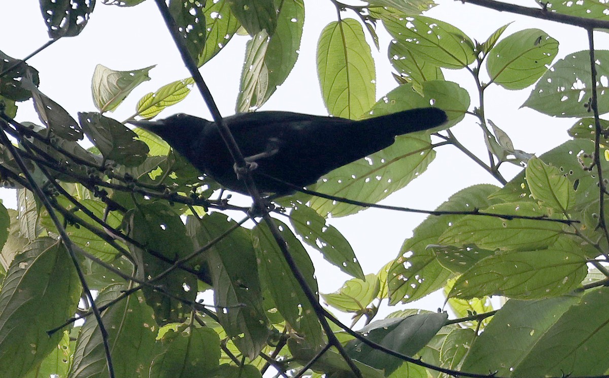 Black-and-crimson Oriole - ML629129580