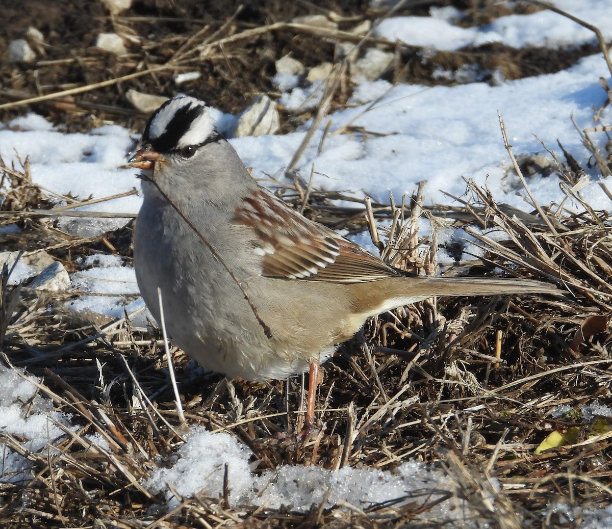 White-crowned Sparrow (Dark-lored) - ML629129623