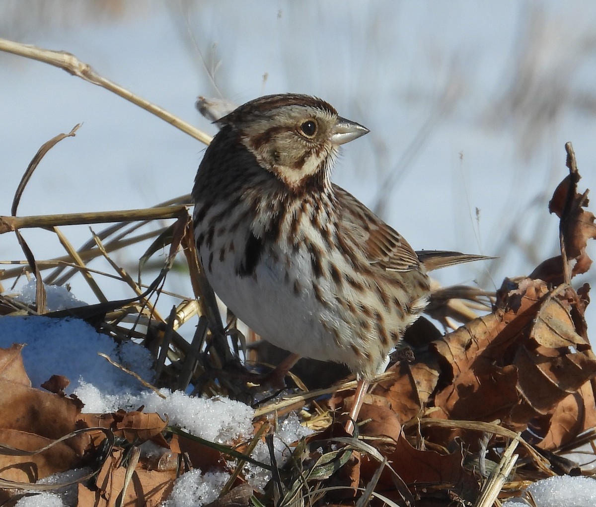 Song Sparrow - ML629129641