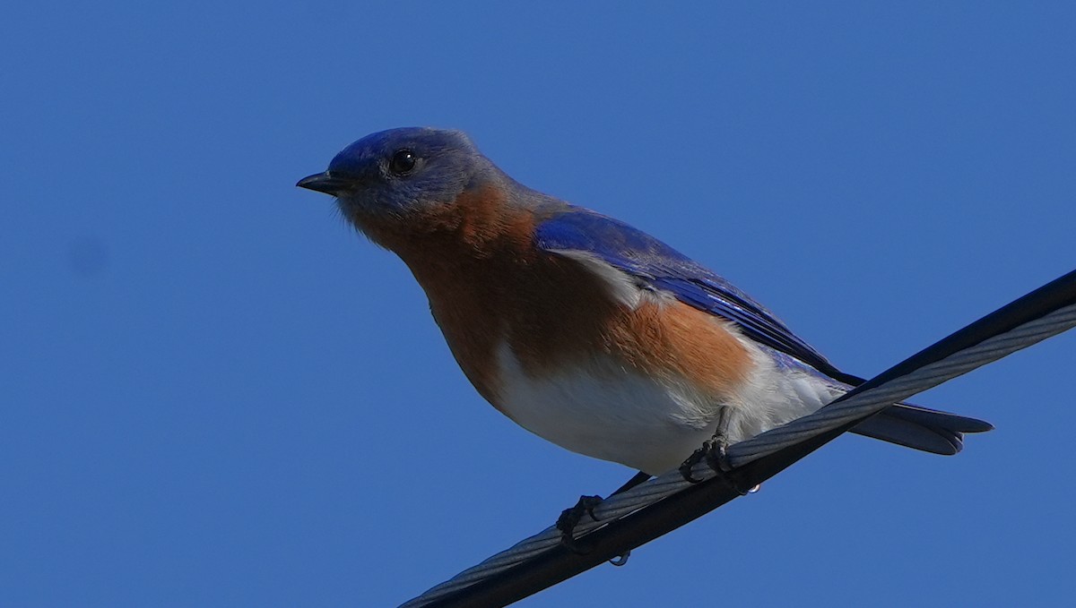 Eastern Bluebird - ML629129723