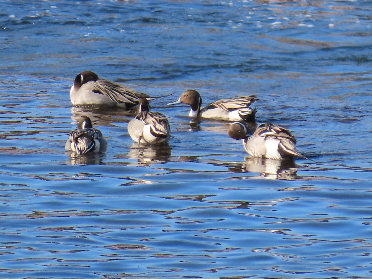 Northern Pintail - ML629129727