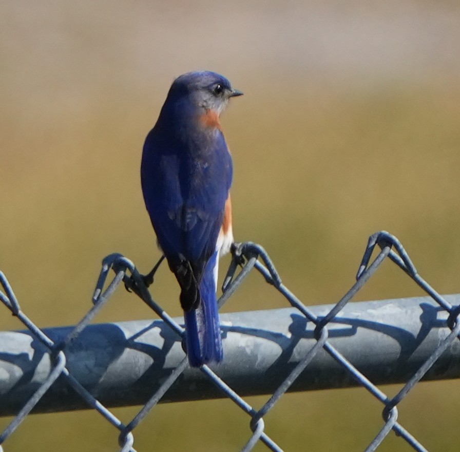 Eastern Bluebird - ML629129734