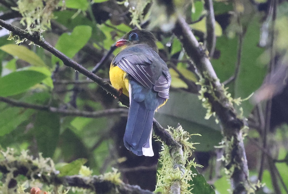 Sumatran Trogon - ML629129895