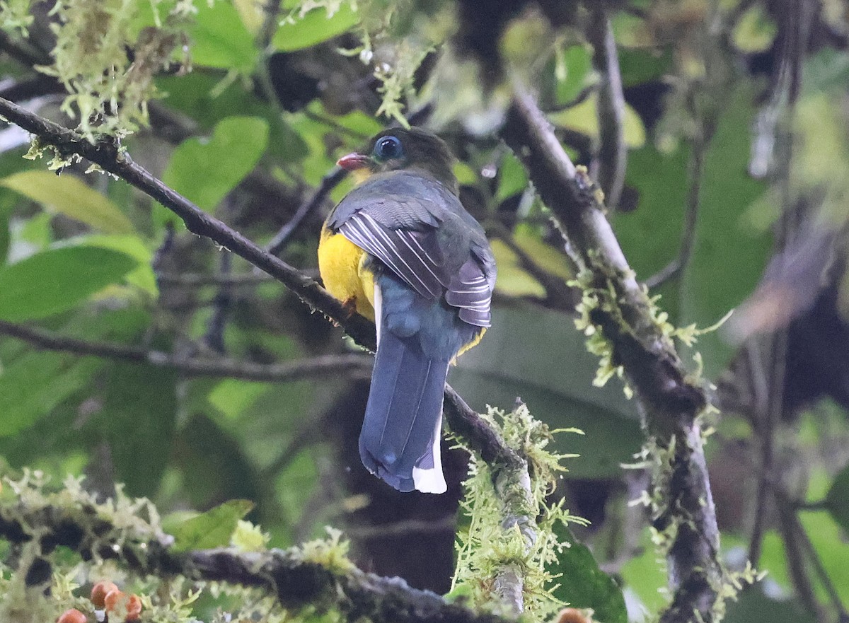 Sumatran Trogon - ML629129896