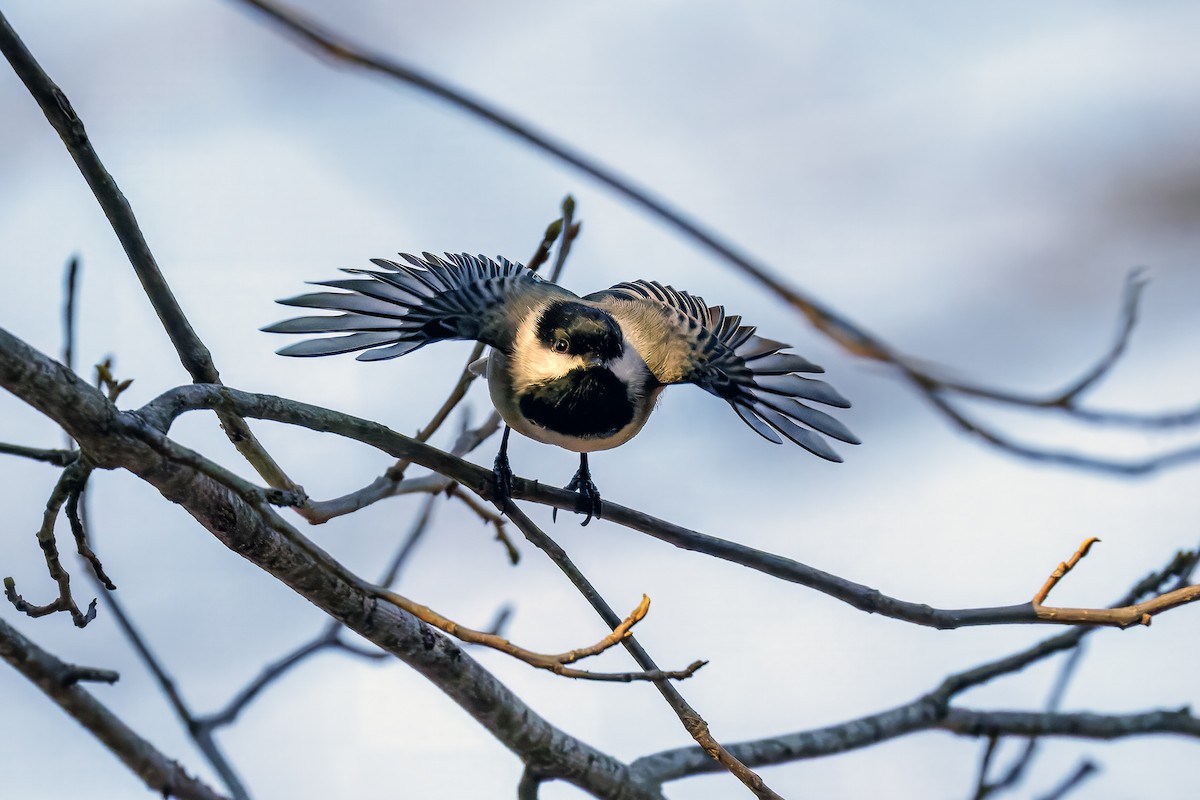 Black-capped Chickadee - ML629129961