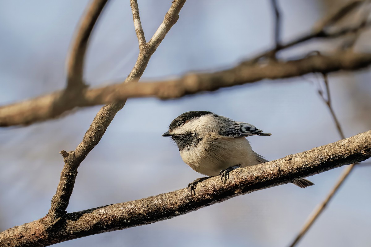 Black-capped Chickadee - ML629129962