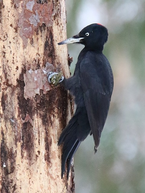 Black Woodpecker - ML62913021