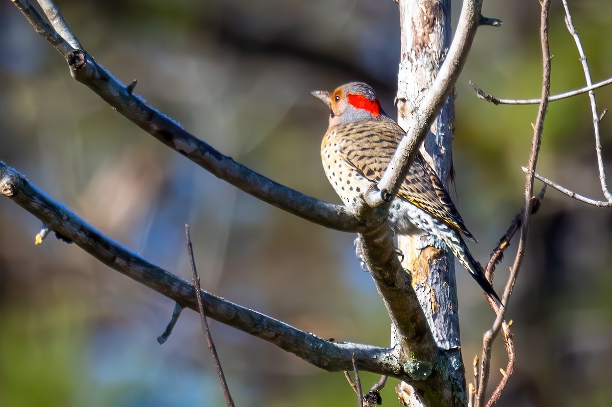 Northern Flicker (Yellow-shafted) - ML629130428