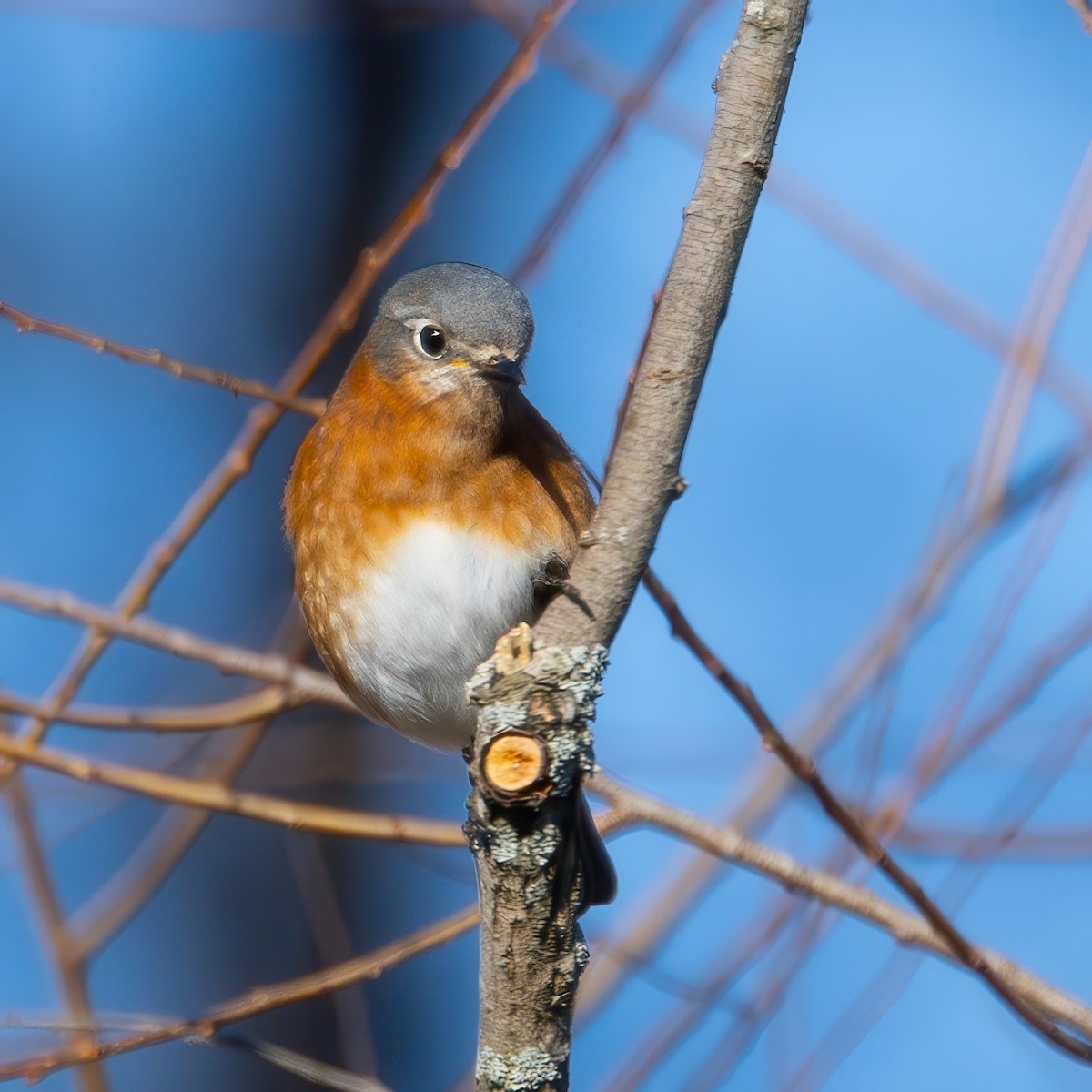 Eastern Bluebird - ML629130465