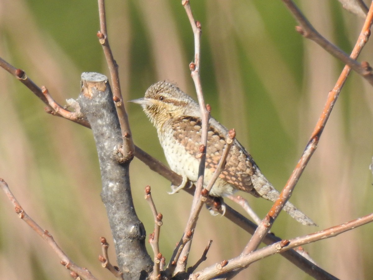 Eurasian Wryneck - ML629130567
