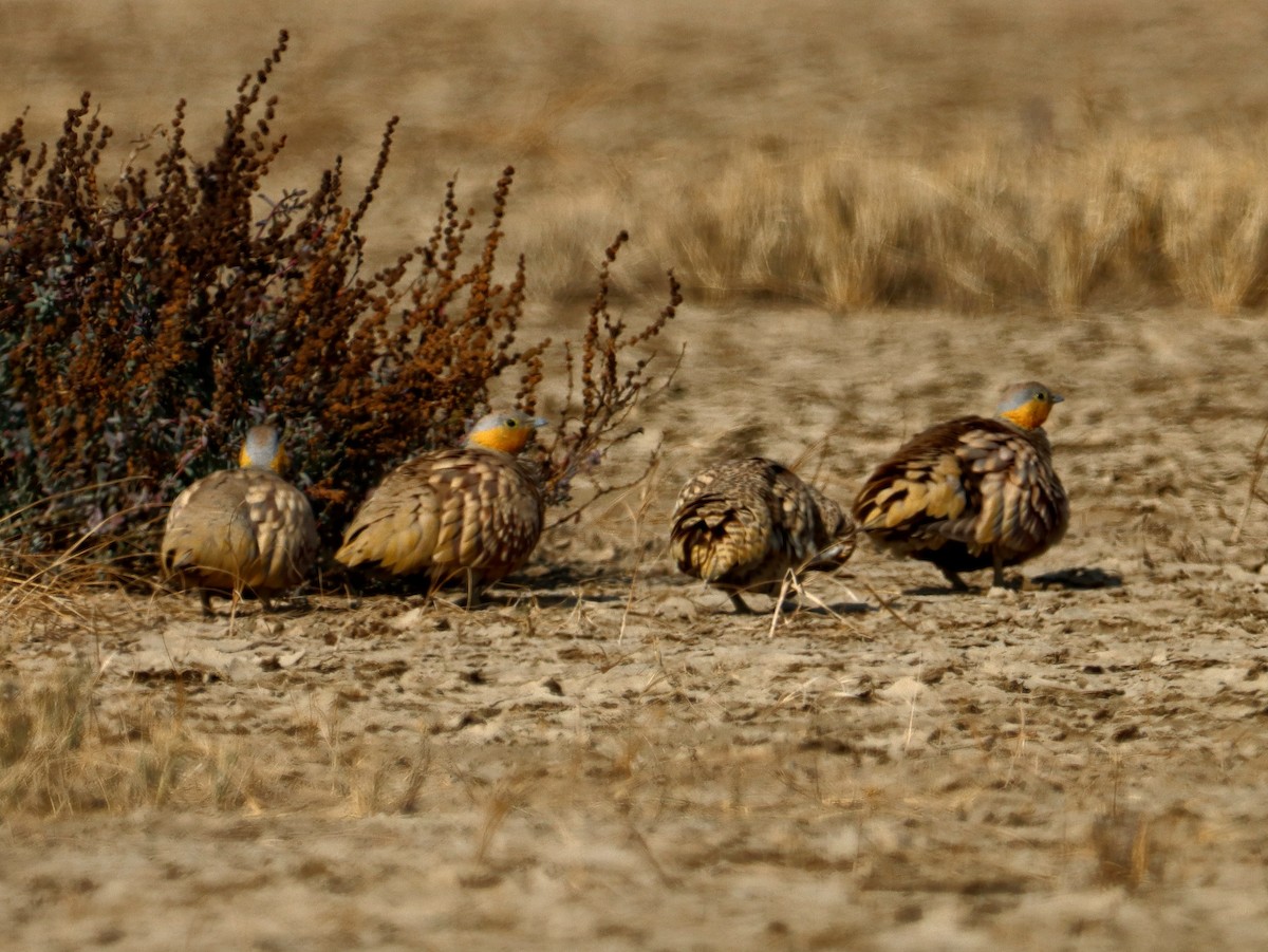 Spotted Sandgrouse - ML629130573