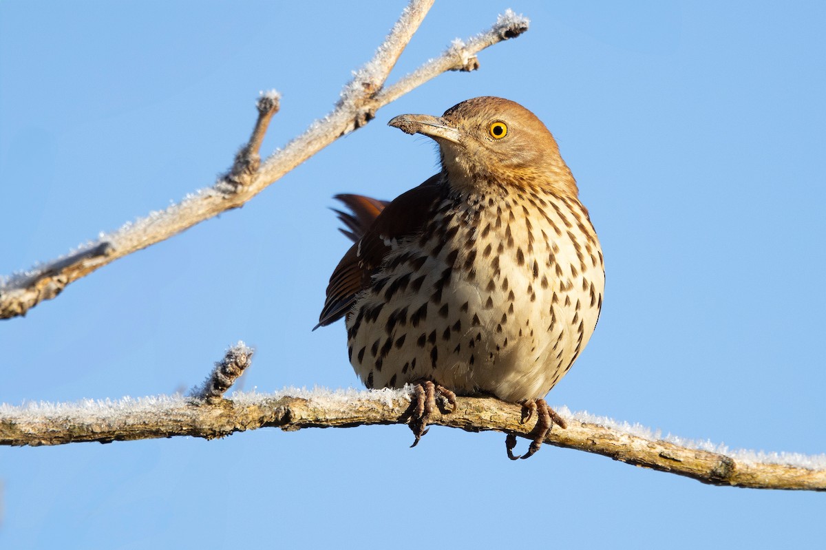 Brown Thrasher - ML629130713