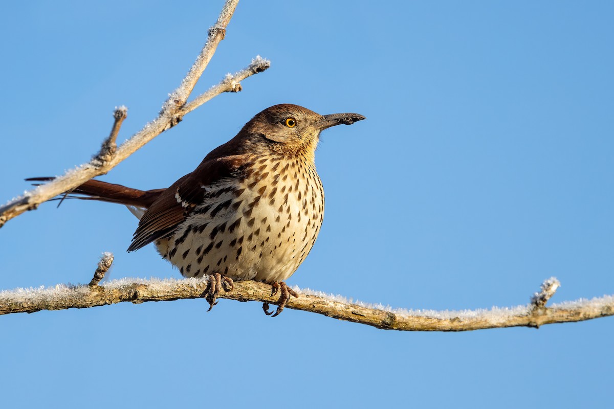 Brown Thrasher - ML629130714