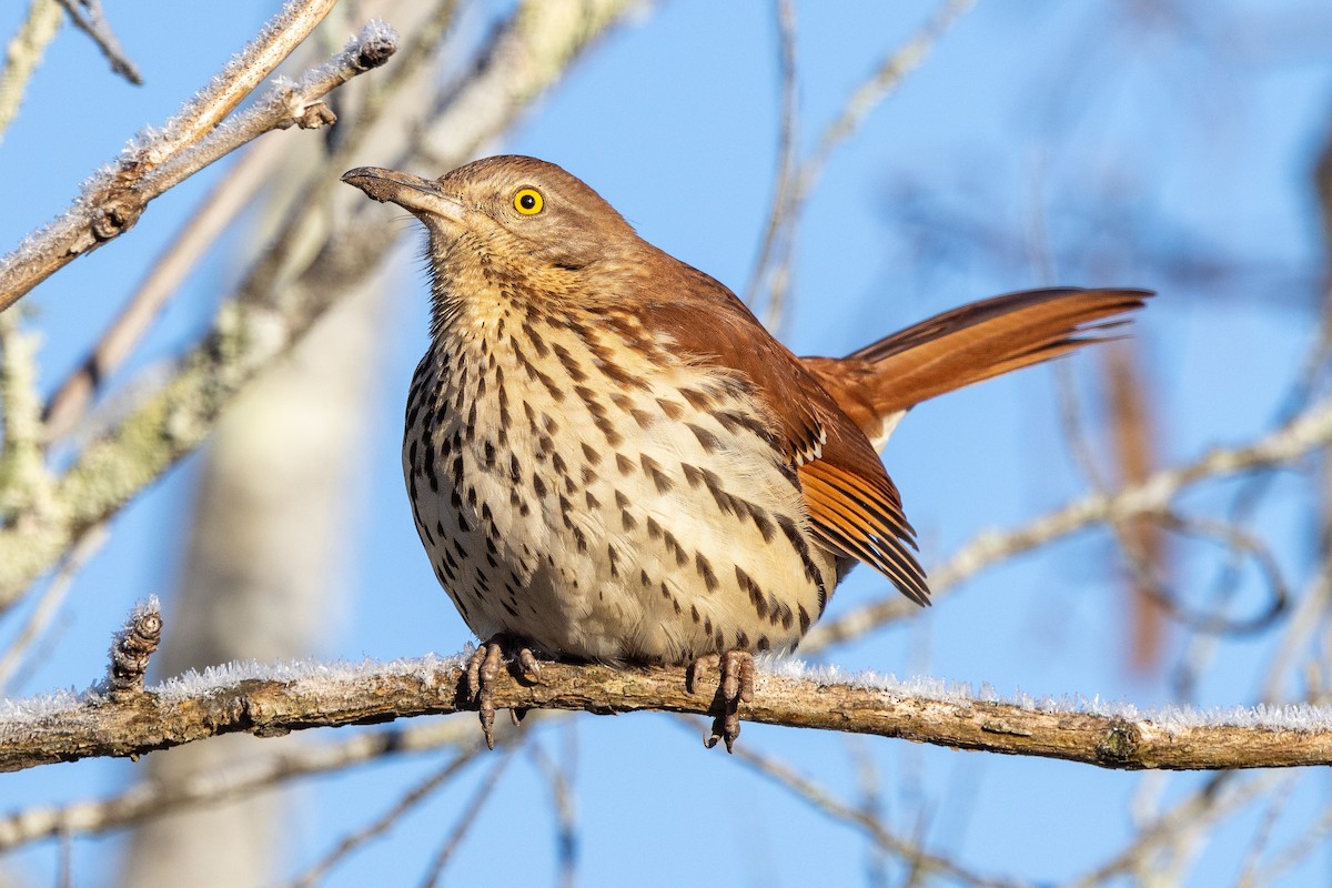 Brown Thrasher - ML629130721