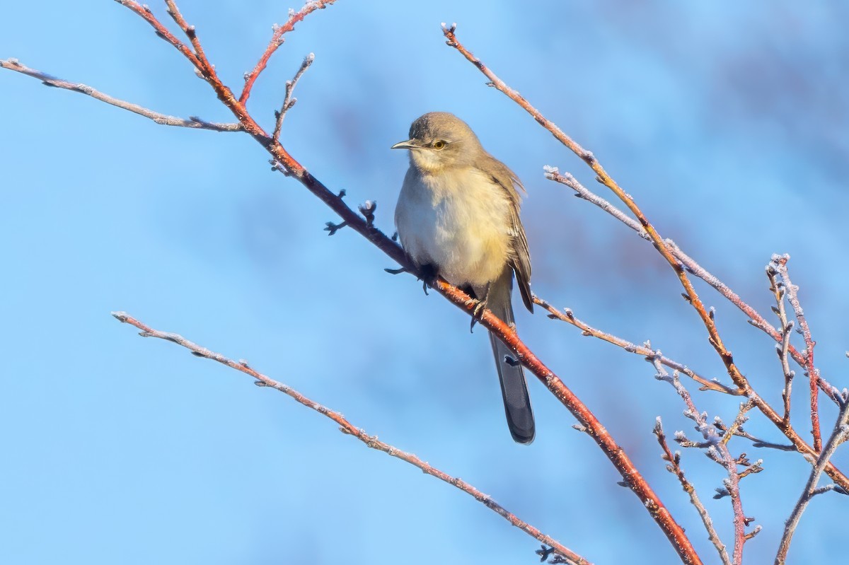 Northern Mockingbird - ML629130748