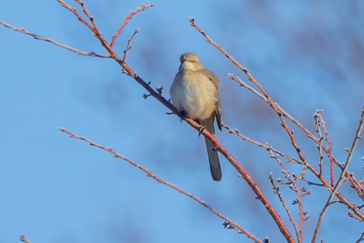 Northern Mockingbird - ML629130749