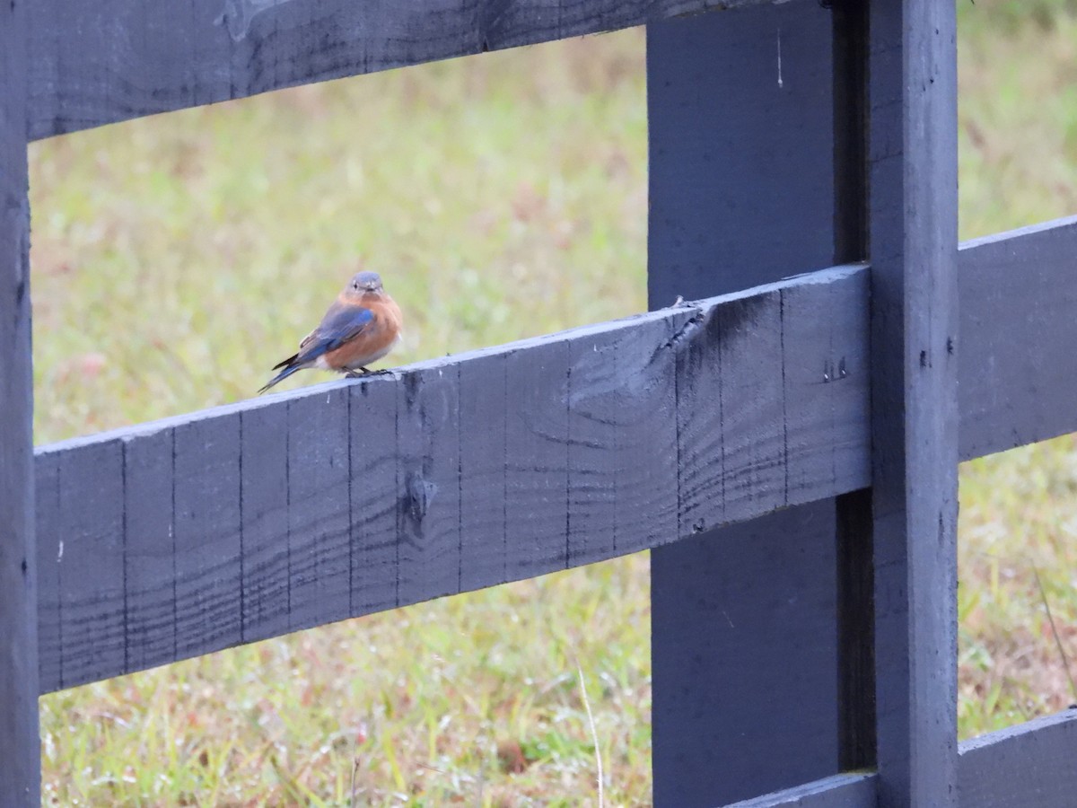 Eastern Bluebird - ML629130828