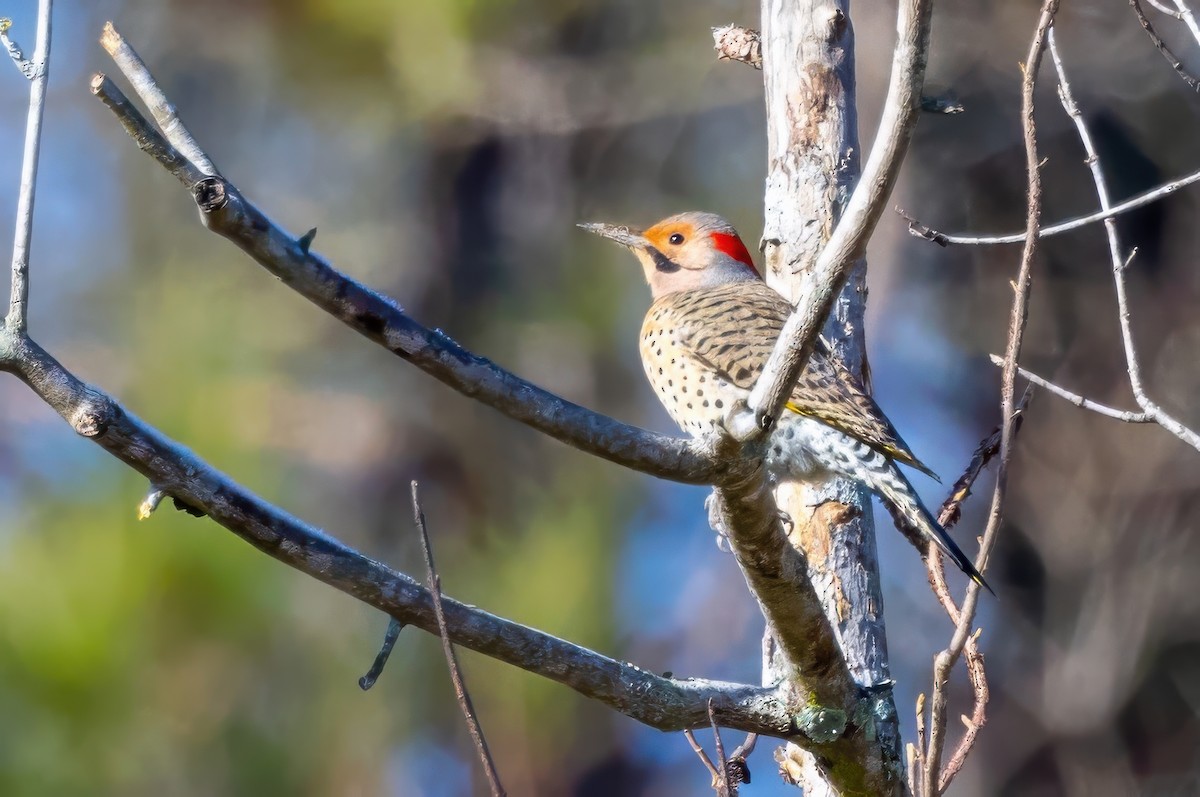 Northern Flicker (Yellow-shafted) - ML629130865