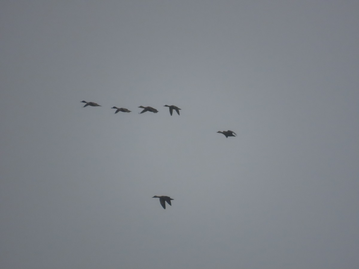 Northern Pintail - ML629130893