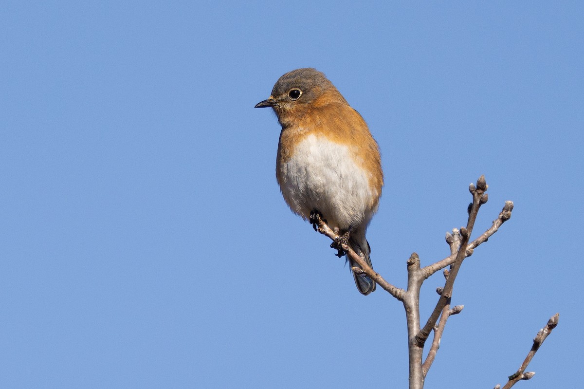 Eastern Bluebird - ML629130944