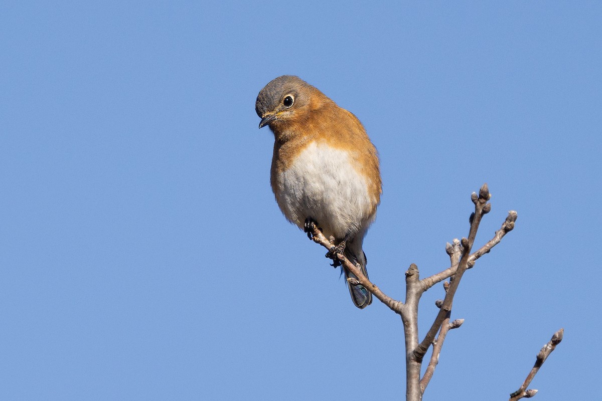 Eastern Bluebird - ML629130947