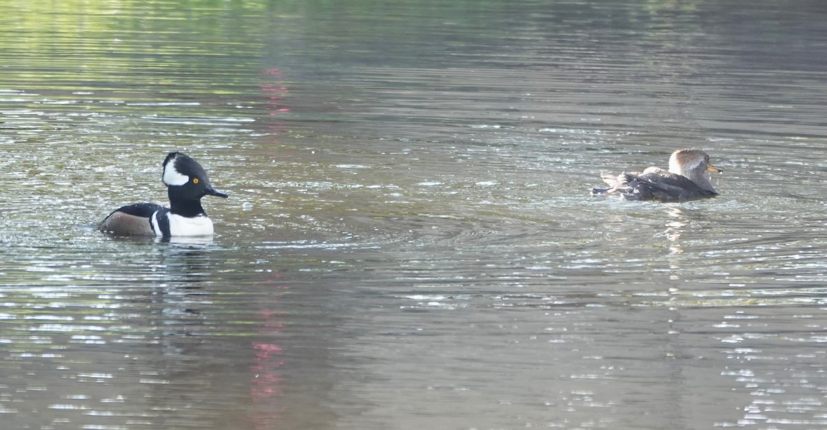 Hooded Merganser - ML629130979