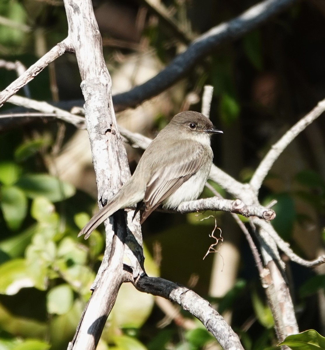 Eastern Phoebe - ML629131009