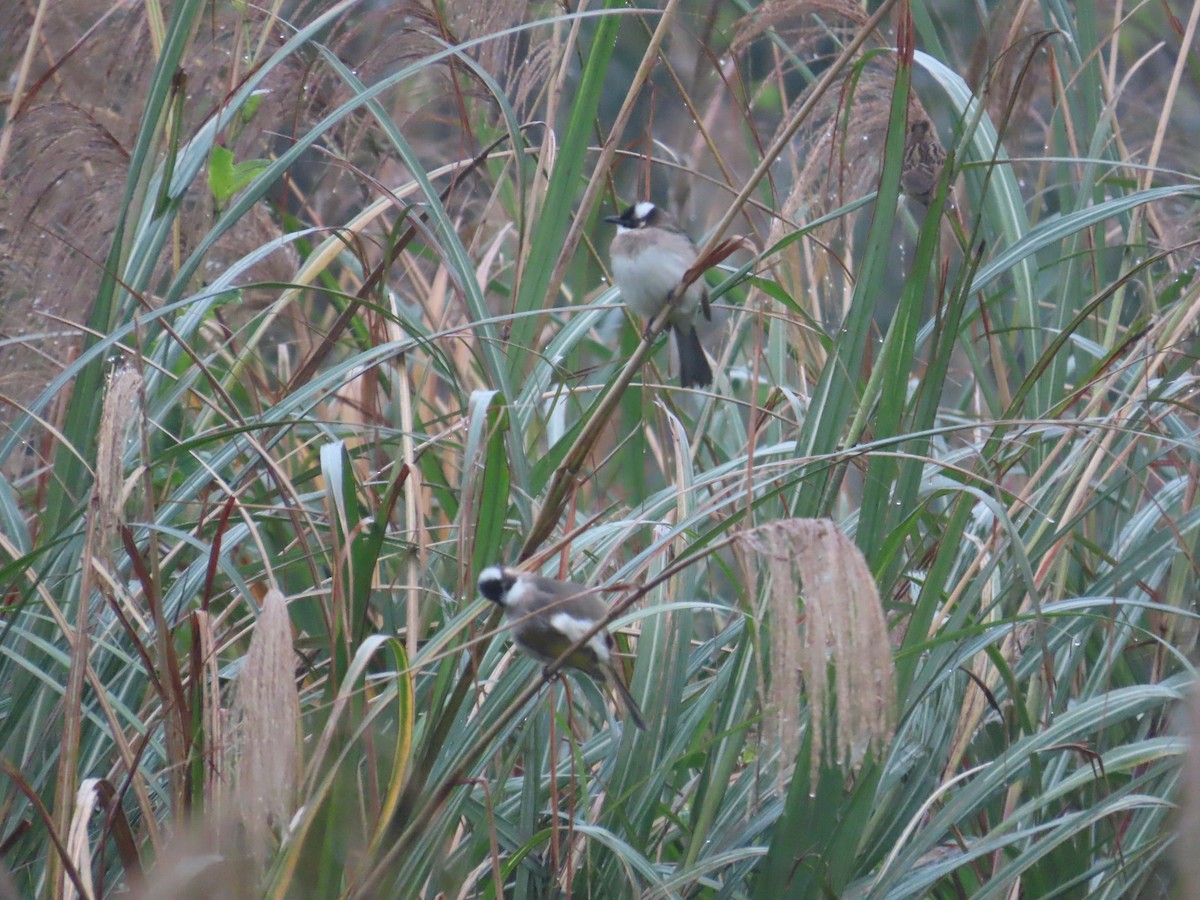 Light-vented Bulbul - ML629131056