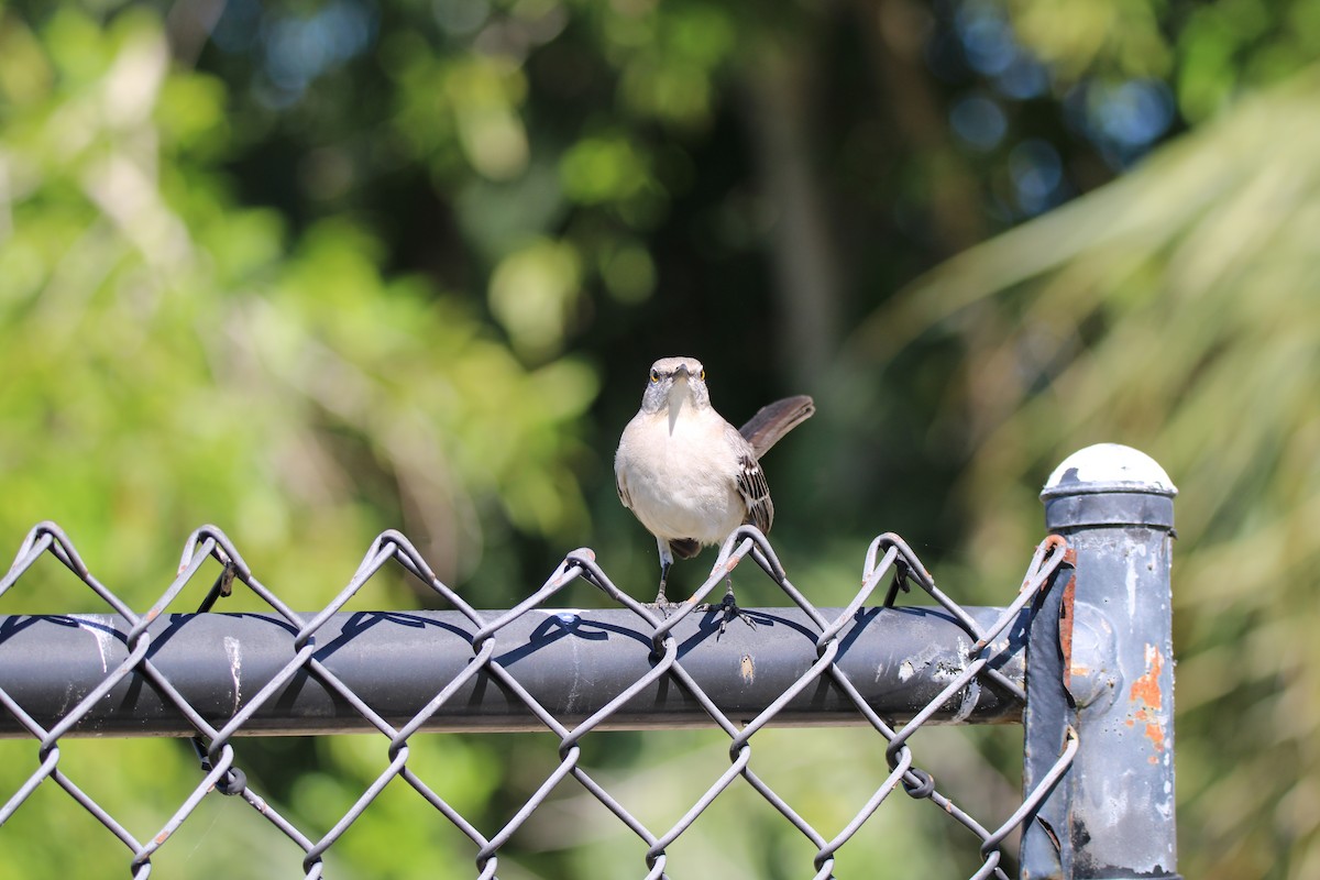 Northern Mockingbird - ML629131057