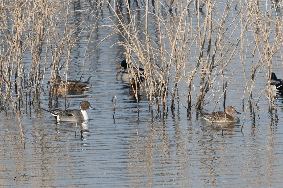 Northern Pintail - ML629131086