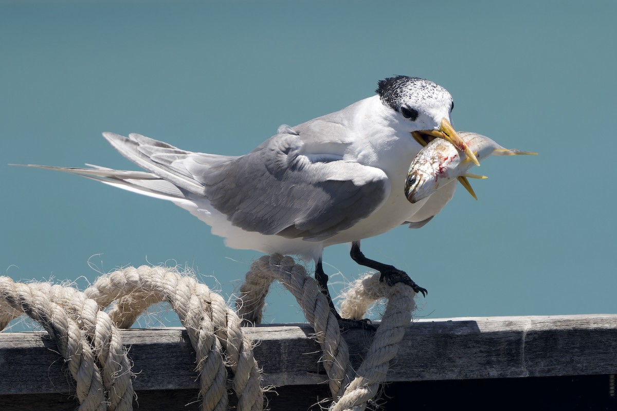 Great Crested Tern - ML629131209