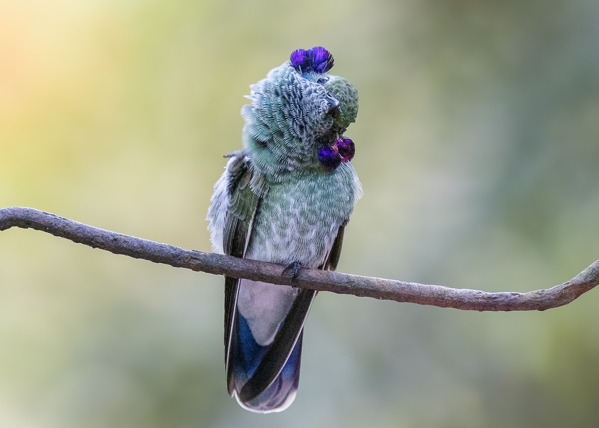 White-vented Violetear - ML629131222