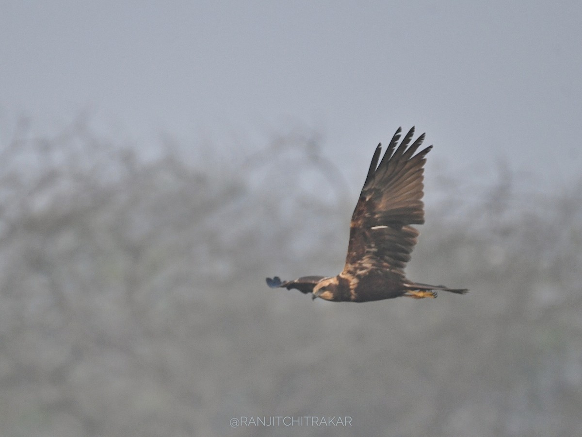 Western Marsh Harrier - ML629131306