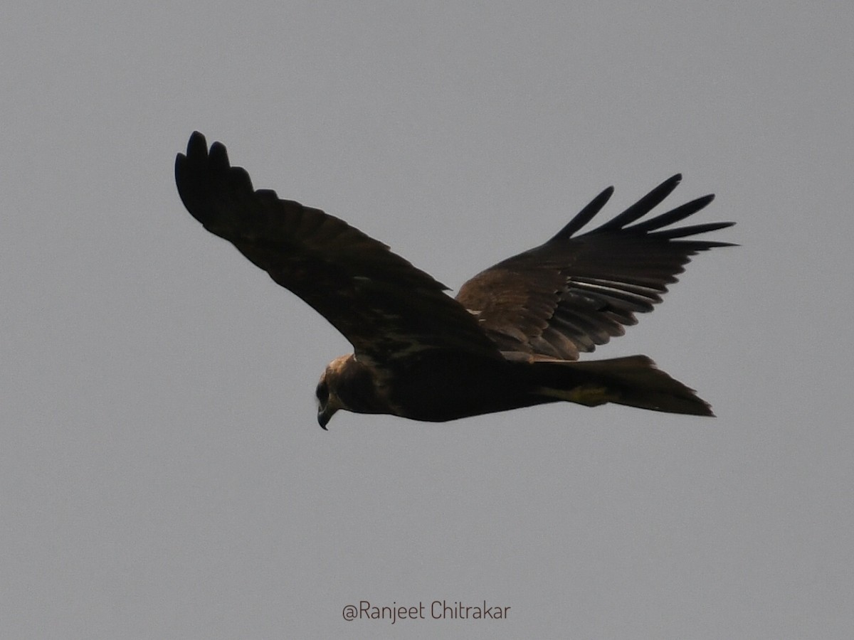 Western Marsh Harrier - ML629131307