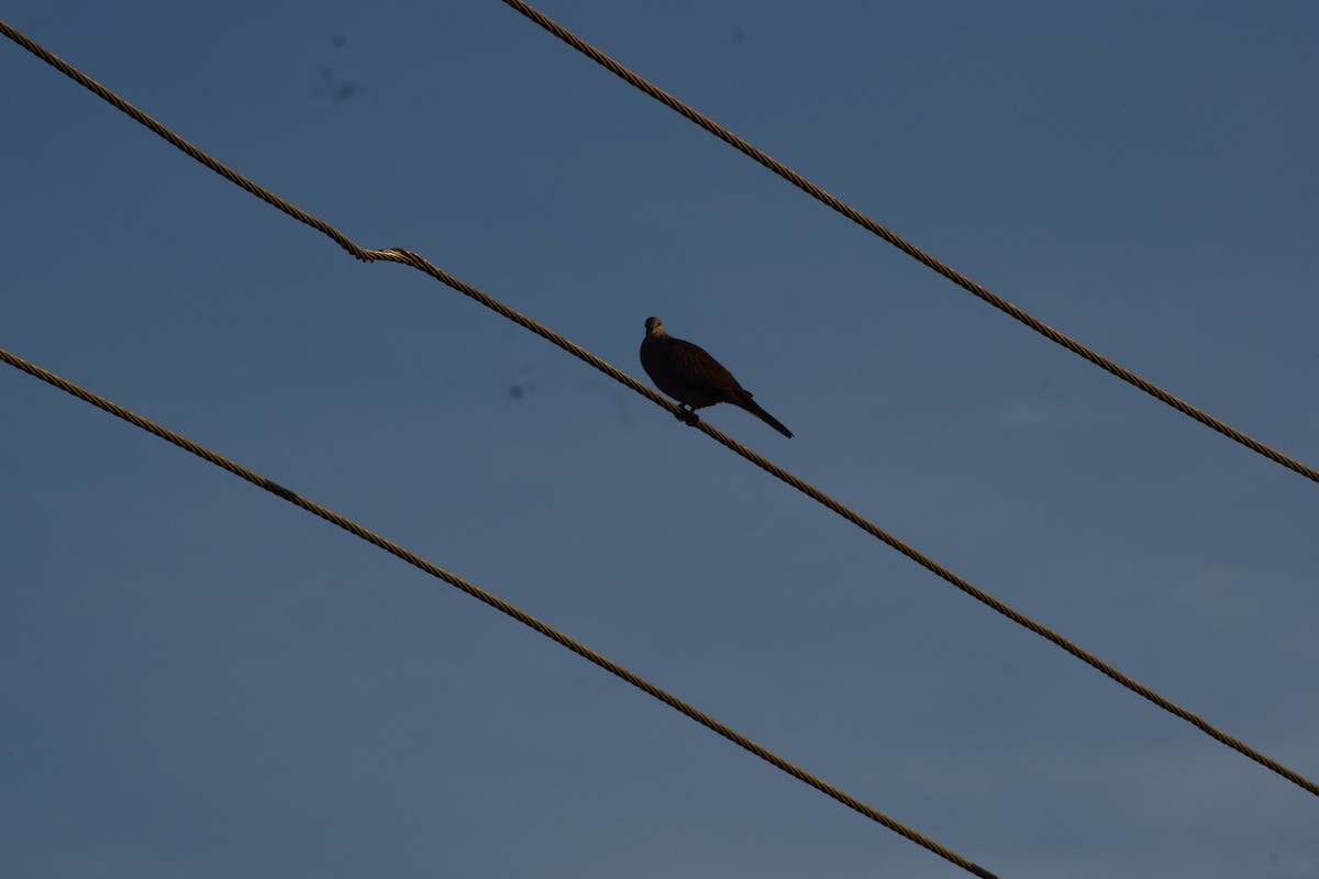Spotted Dove - ML629131343