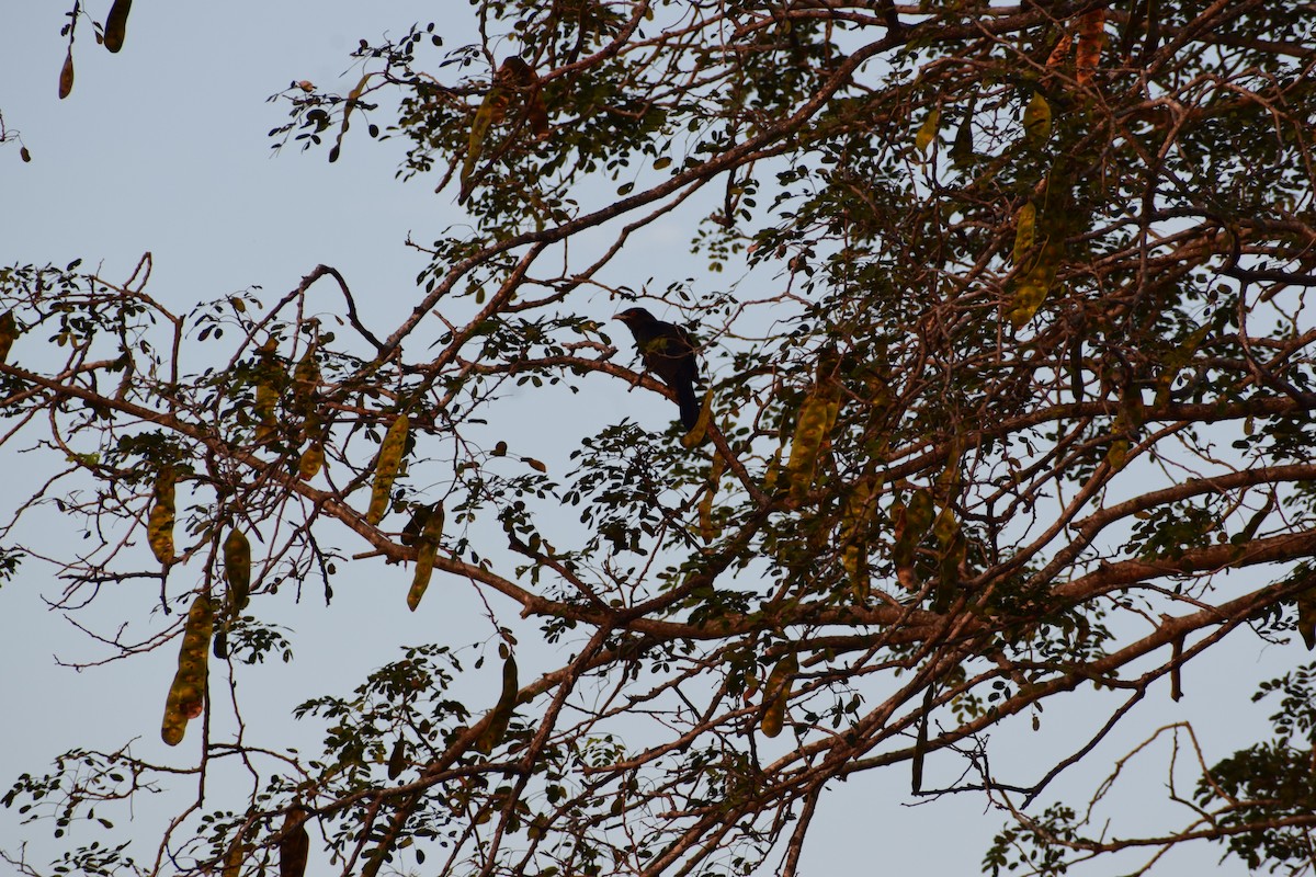 Asian Koel - ML629131353