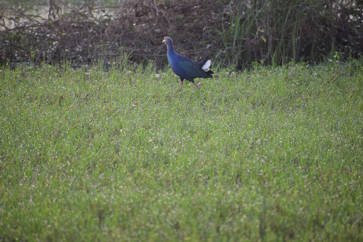 Gray-headed Swamphen - ML629131372