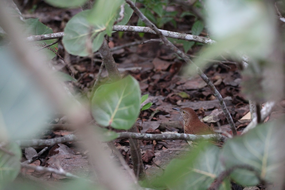 Brown Thrasher - ML629131389